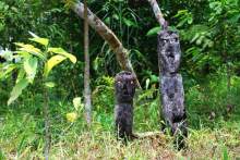 Остров тропической орхидеи или путешествие на Сулавеси.