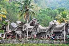 Остров тропической орхидеи или путешествие на Сулавеси.