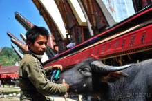 Остров тропической орхидеи или путешествие на Сулавеси.