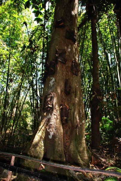 Остров тропической орхидеи или путешествие на Сулавеси.