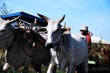 Остров тропической орхидеи или путешествие на Сулавеси.