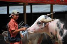 Остров тропической орхидеи или путешествие на Сулавеси.