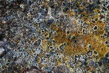 Остров тропической орхидеи или путешествие на Сулавеси.