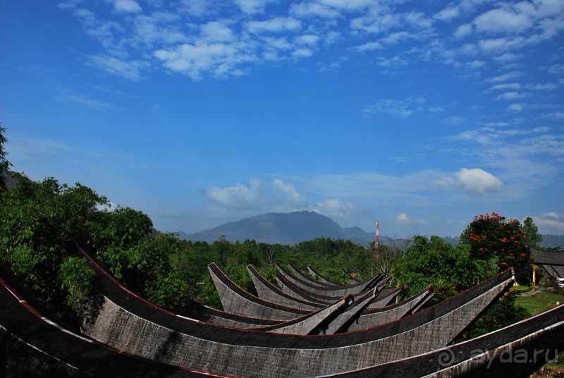 Остров тропической орхидеи или путешествие на Сулавеси.