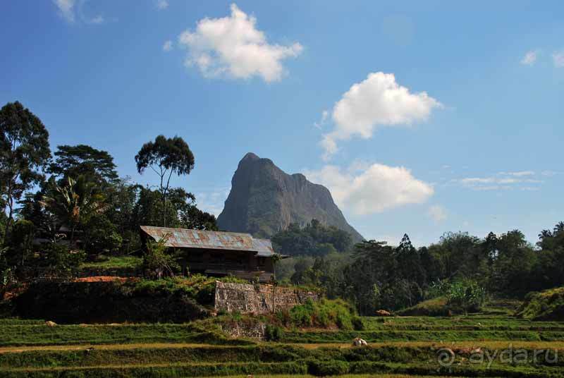 Остров тропической орхидеи или путешествие на Сулавеси.
