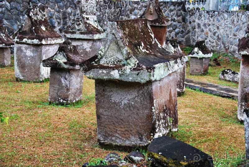 Остров тропической орхидеи или путешествие на Сулавеси.