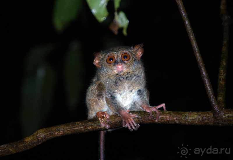 Остров тропической орхидеи или путешествие на Сулавеси.