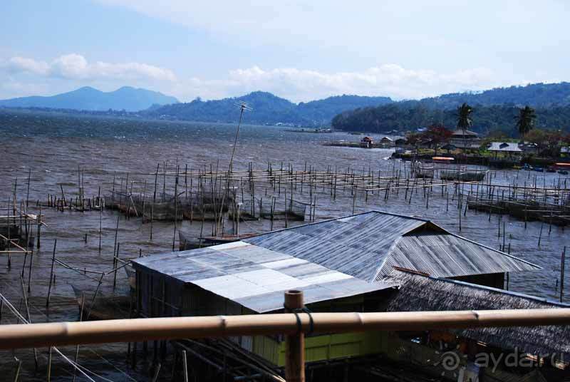 Остров тропической орхидеи или путешествие на Сулавеси.