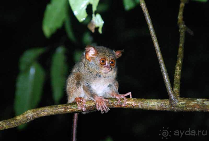 Остров тропической орхидеи или путешествие на Сулавеси.