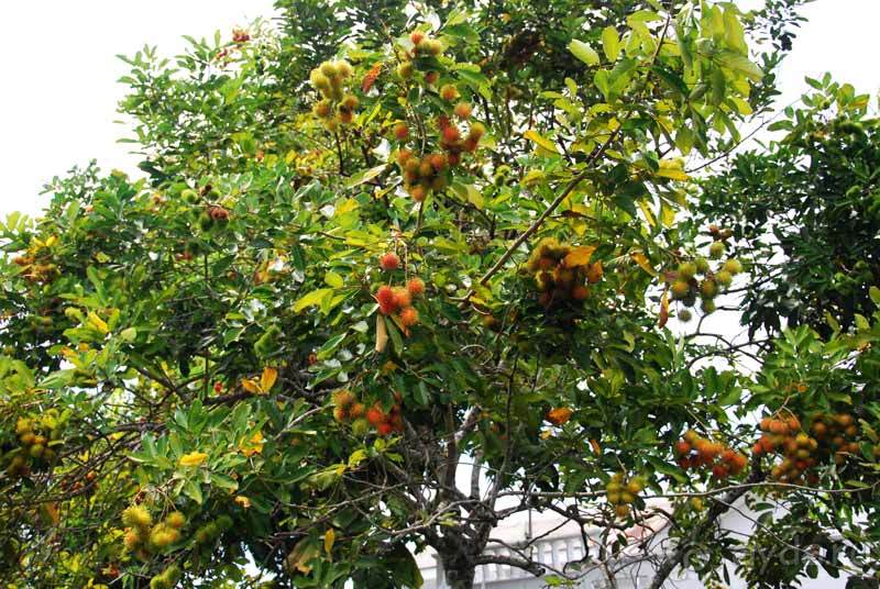 фото Сулавеси