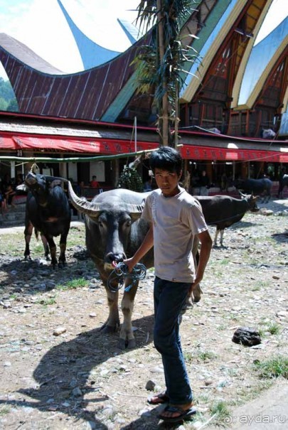 Остров тропической орхидеи или путешествие на Сулавеси.