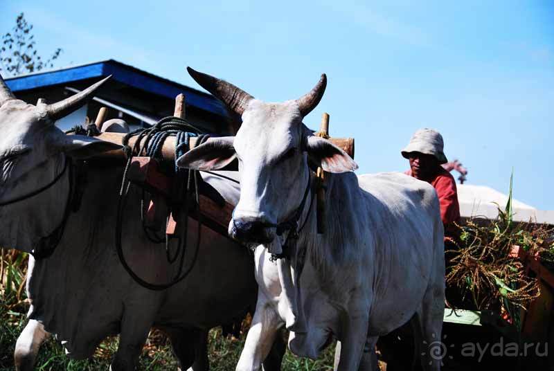 Остров тропической орхидеи или путешествие на Сулавеси.