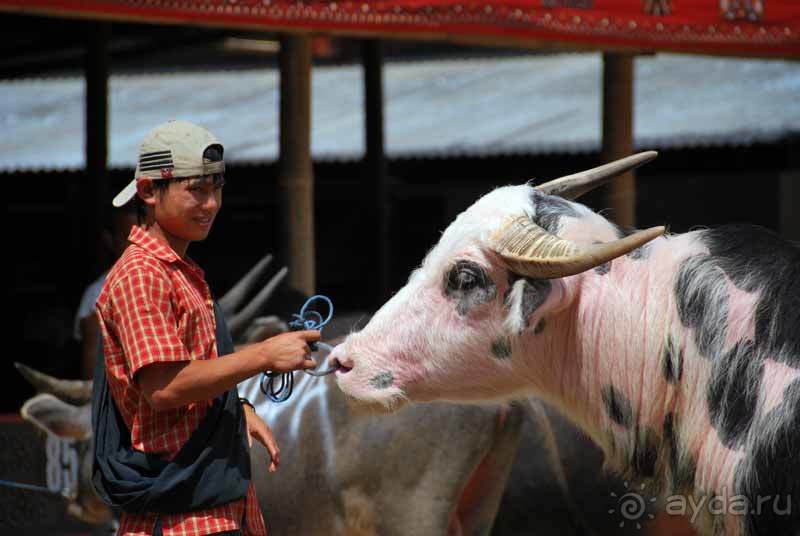 Остров тропической орхидеи или путешествие на Сулавеси.