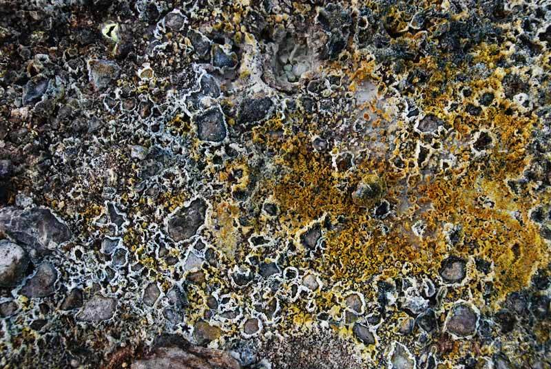 Остров тропической орхидеи или путешествие на Сулавеси.