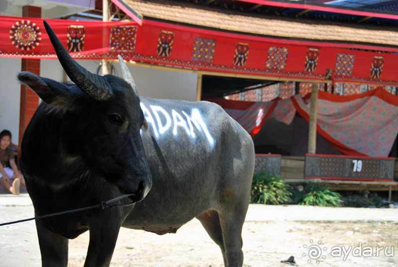 Остров тропической орхидеи или путешествие на Сулавеси.