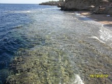 фото Club Reef Resort 