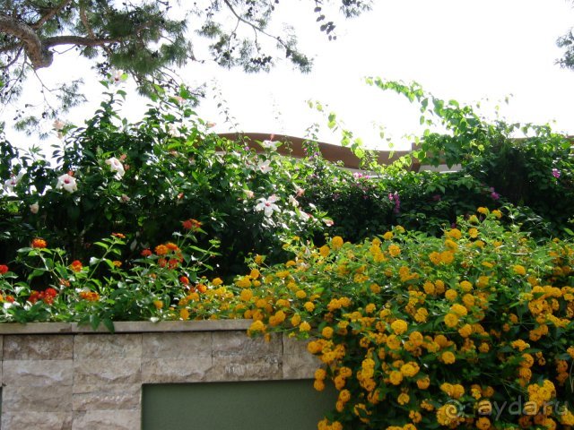 Выше всяких похвал