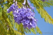 Такая красота цветёт среди гор Иордании