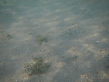 "Тысяча и одна ночь"