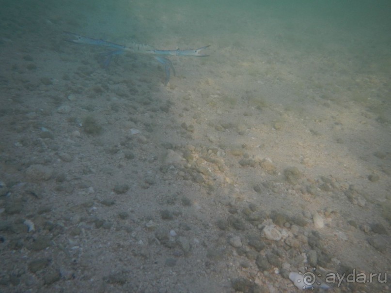 "Тысяча и одна ночь"