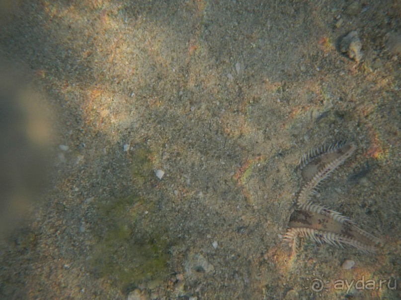 "Тысяча и одна ночь"