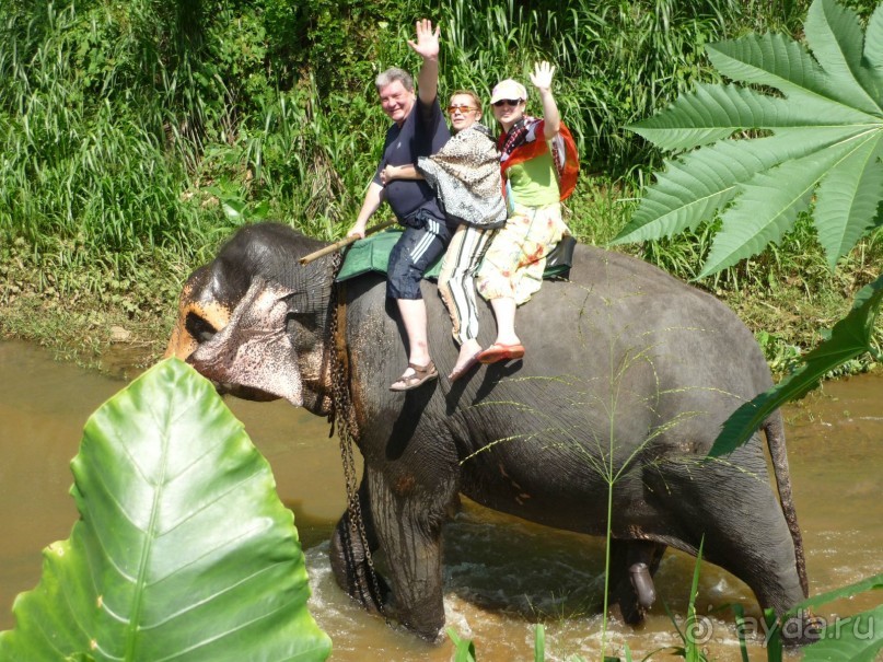 Катание на слоне по джунглям в Канди