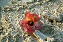 фото Coral Beach Resort