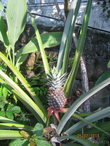 Фукуок(Вьетнам),отель Thien hai son 2013