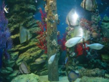 Океанариум. 