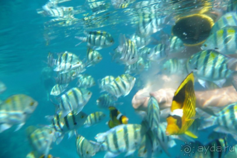 AA Grand Oasis Resort 4* постельное белье не меняют, бассейн ледяной