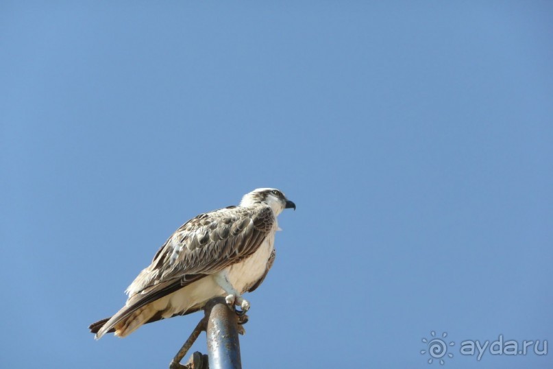 AA Grand Oasis Resort 4* постельное белье не меняют, бассейн ледяной