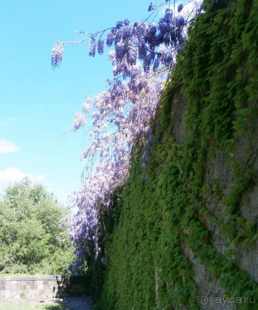 Опыт самостоятельного путешествия Флоренция-Гамбург-Амстердам. Пизанская Башня.