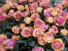 Опыт самостоятельного путешествия.Голландия.Нидерланды. Амстердам. Кёйкенхоф--парк Тюльпанов.