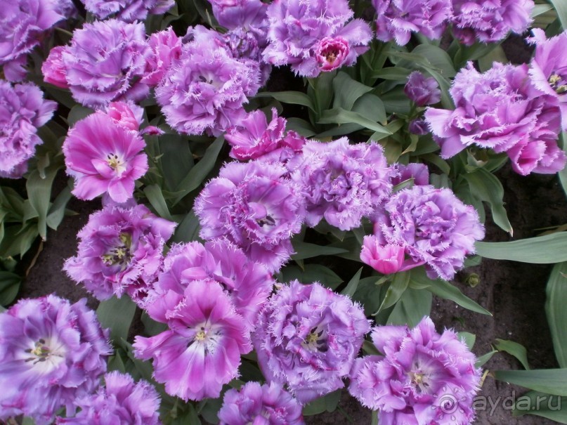 Опыт самостоятельного путешествия.Голландия.Нидерланды. Амстердам. Кёйкенхоф--парк Тюльпанов.