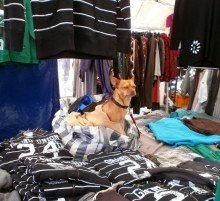 Опыт самостоятельного путешествия.Голландия.Нидерланды. Амстердам. Кёйкенхоф--парк Тюльпанов.