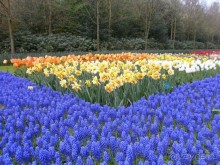 Опыт самостоятельного путешествия.Голландия.Нидерланды. Амстердам. Кёйкенхоф--парк Тюльпанов.