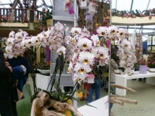 Опыт самостоятельного путешествия.Голландия.Нидерланды. Амстердам. Кёйкенхоф--парк Тюльпанов.