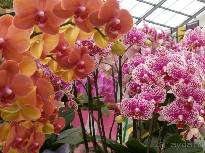 Опыт самостоятельного путешествия.Голландия.Нидерланды. Амстердам. Кёйкенхоф--парк Тюльпанов.