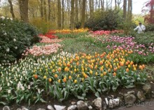 Опыт самостоятельного путешествия.Голландия.Нидерланды. Амстердам. Кёйкенхоф--парк Тюльпанов.