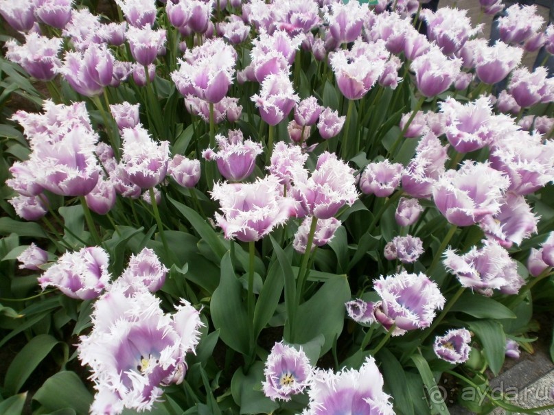 Опыт самостоятельного путешествия.Голландия.Нидерланды. Амстердам. Кёйкенхоф--парк Тюльпанов.