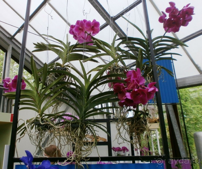 Опыт самостоятельного путешествия.Голландия.Нидерланды. Амстердам. Кёйкенхоф--парк Тюльпанов.