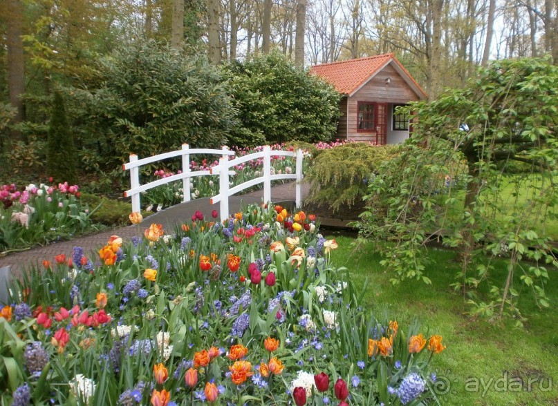 Опыт самостоятельного путешествия.Голландия.Нидерланды. Амстердам. Кёйкенхоф--парк Тюльпанов.