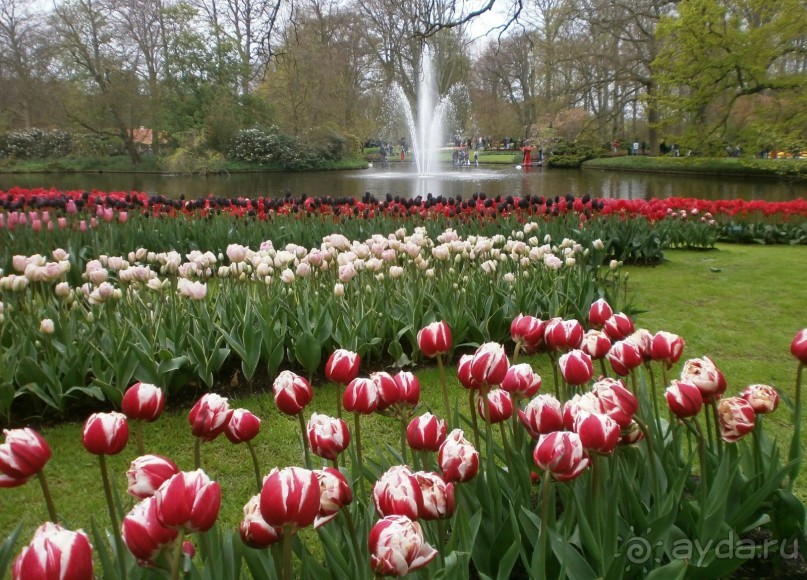 Опыт самостоятельного путешествия.Голландия.Нидерланды. Амстердам. Кёйкенхоф--парк Тюльпанов.