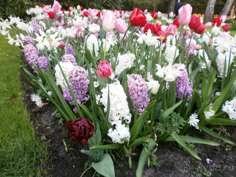 Опыт самостоятельного путешествия.Голландия.Нидерланды. Амстердам. Кёйкенхоф--парк Тюльпанов.