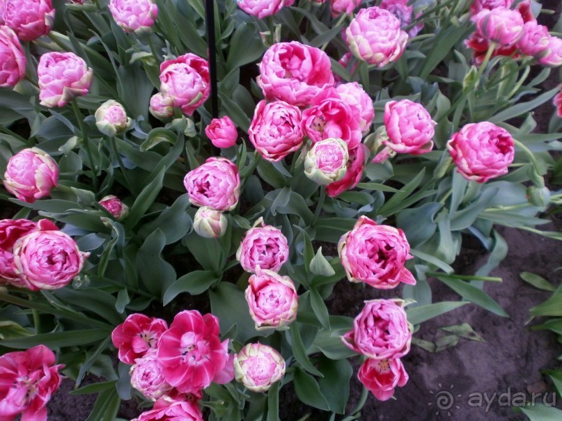 Опыт самостоятельного путешествия.Голландия.Нидерланды. Амстердам. Кёйкенхоф--парк Тюльпанов.