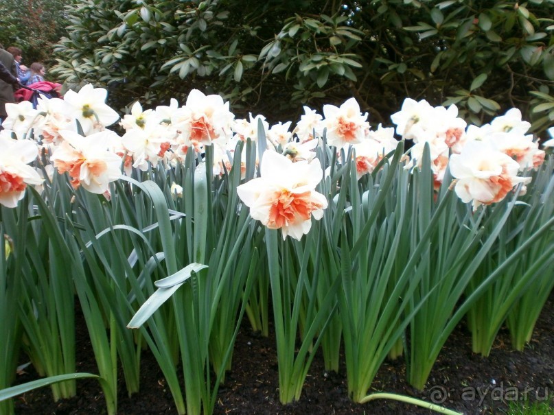 Опыт самостоятельного путешествия.Голландия.Нидерланды. Амстердам. Кёйкенхоф--парк Тюльпанов.