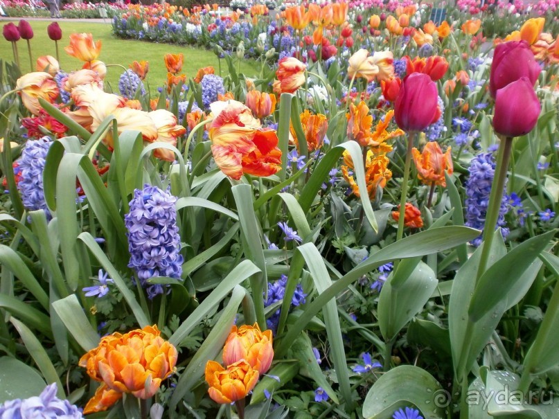 Опыт самостоятельного путешествия.Голландия.Нидерланды. Амстердам. Кёйкенхоф--парк Тюльпанов.