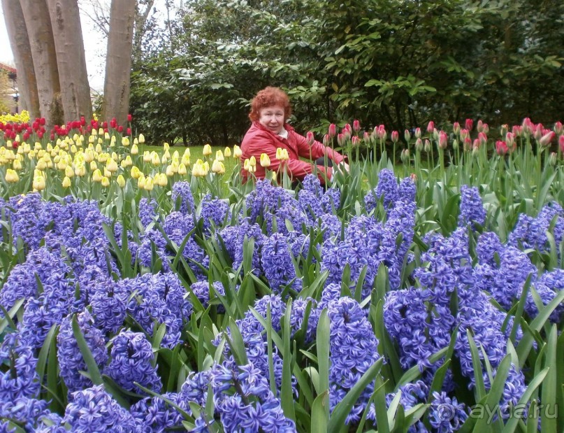 Опыт самостоятельного путешествия.Голландия.Нидерланды. Амстердам. Кёйкенхоф--парк Тюльпанов.