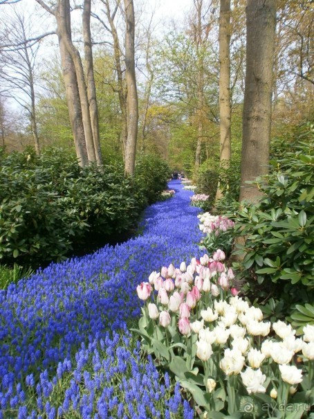 Опыт самостоятельного путешествия.Голландия.Нидерланды. Амстердам. Кёйкенхоф--парк Тюльпанов.