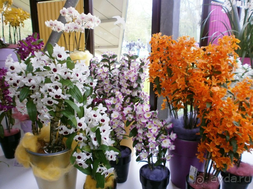 Опыт самостоятельного путешествия.Голландия.Нидерланды. Амстердам. Кёйкенхоф--парк Тюльпанов.